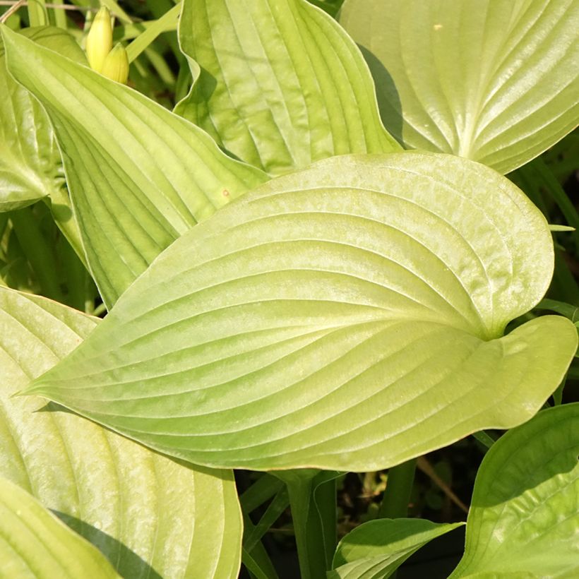 Hosta Lakeside Maverick (Fioritura)