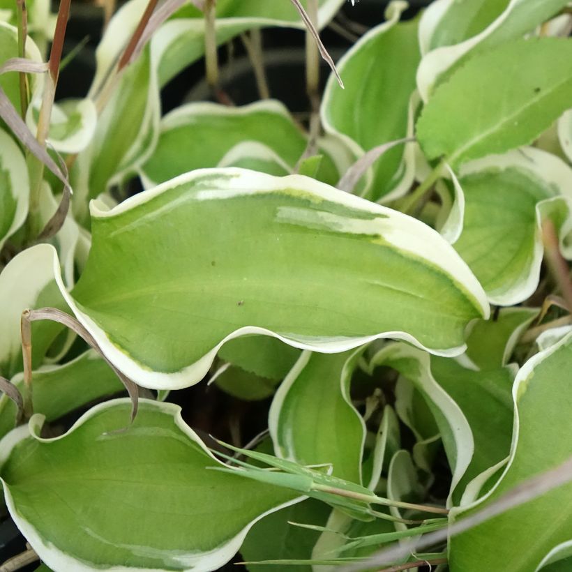 Hosta Let's Twist Again (Foliage)