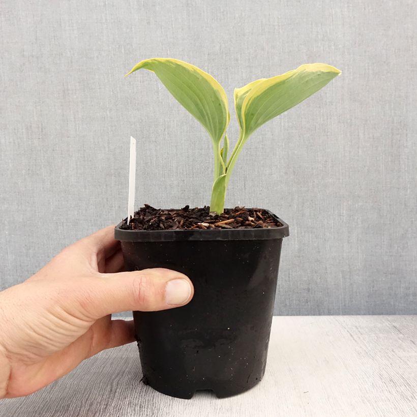 Hosta Liberty Vaso da 1,5L/2L esemplare consegnato in primavera