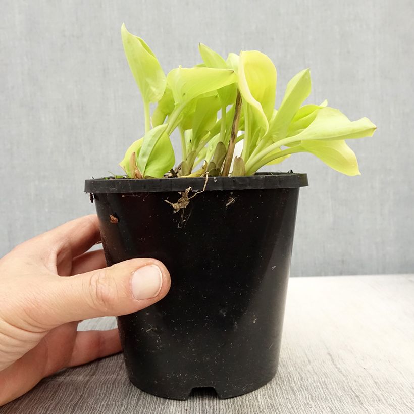 Hosta Limey Lisa Vaso da 1,5L/2L esemplare consegnato in primavera