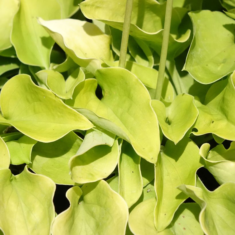 Hosta Limey Lisa (Fogliame)
