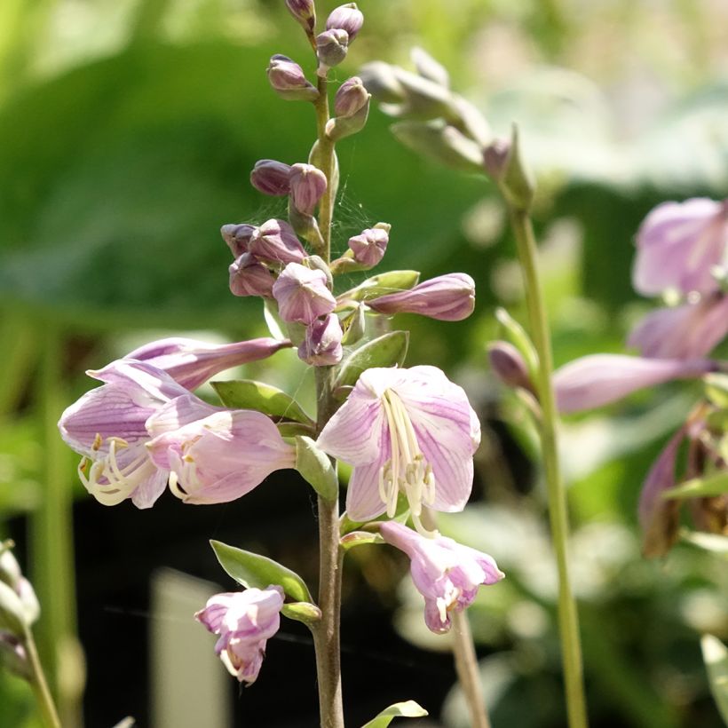 Hosta Limey Lisa (Fioritura)