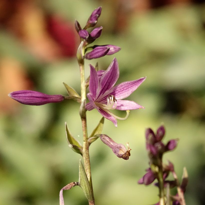 Hosta Little Devil (Flowering)