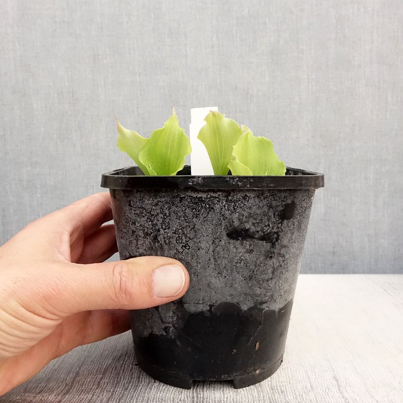 Hosta Marilyn Monroe Vaso da 1,5L/2L esemplare consegnato in primavera