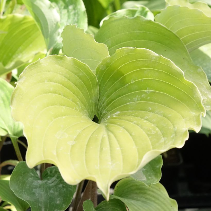 Hosta Marilyn Monroe (Fogliame)