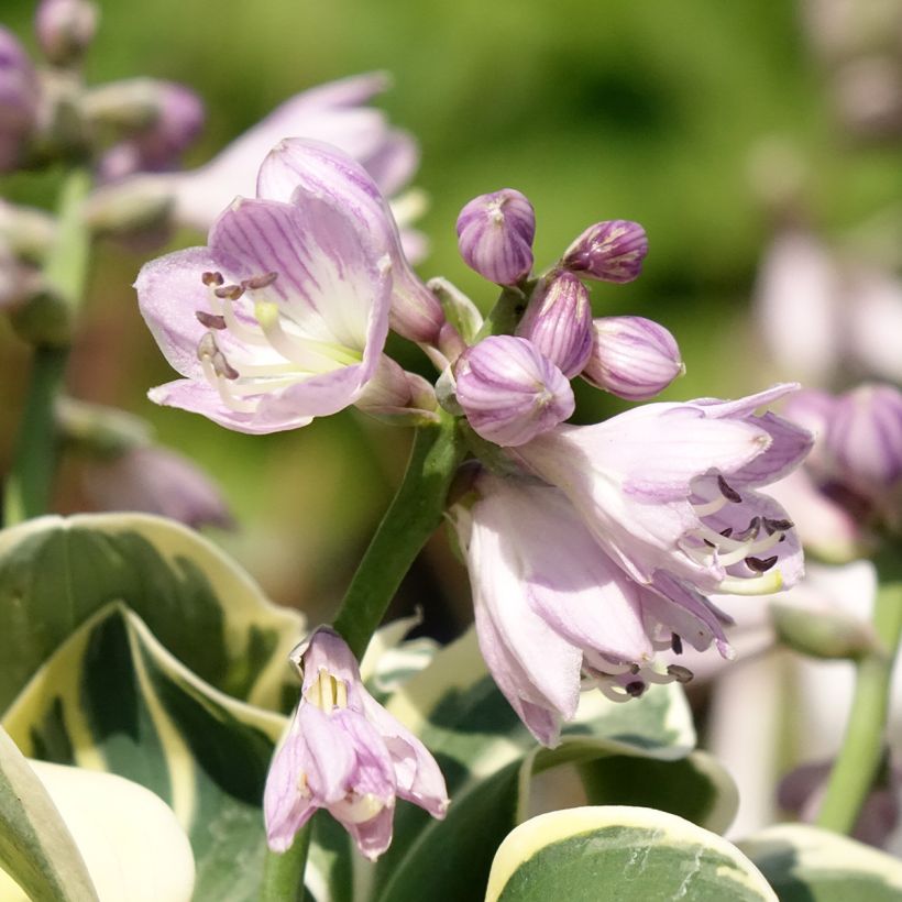 Hosta Mighty Mouse (Fioritura)
