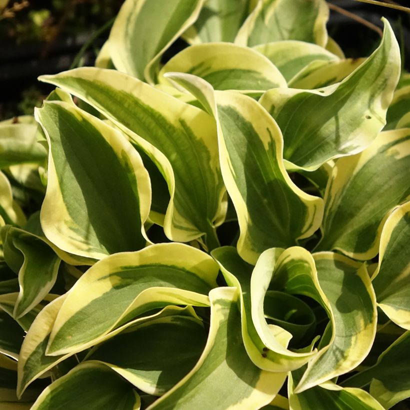 Hosta Mini Skirt (Fogliame)