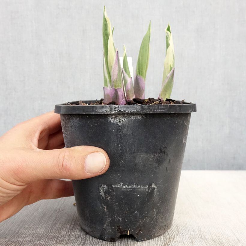 Example of Hosta Minuteman Vaso da 1,5L/2L as you get in printemps