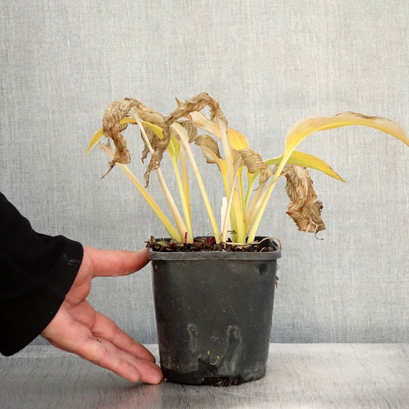 Esemplare di Hosta montana Yellow River Vaso da 1,5L/2L come consegnato in autunno