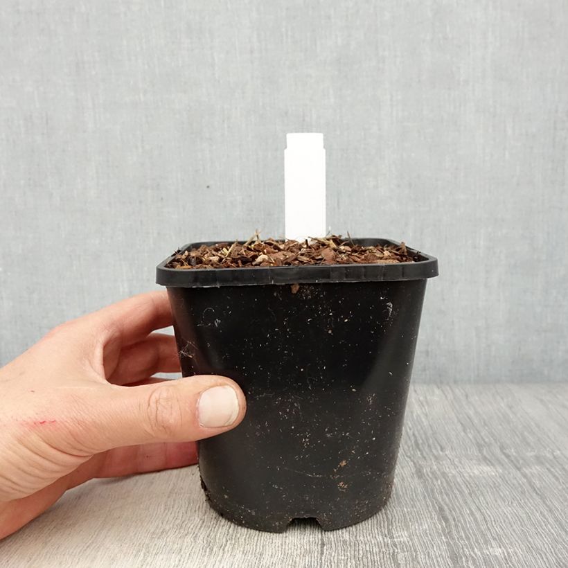 Hosta montana Yellow River Vaso da 1,5L/2L esemplare consegnato in primavera