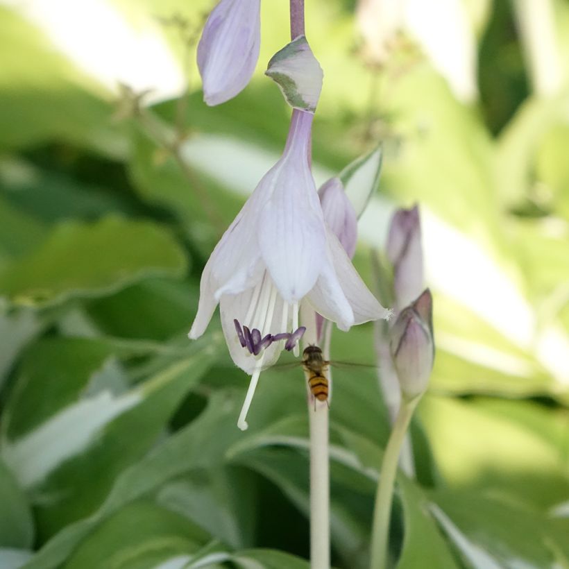 Hosta Night Before Christmas (Flowering)