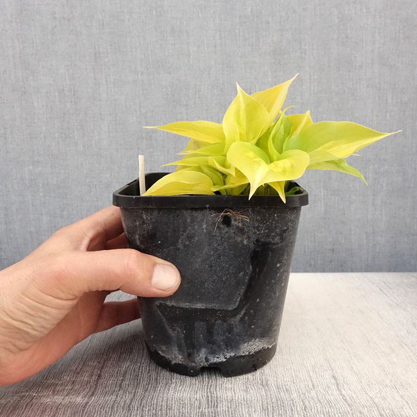 Hosta Obi-One Kenobi Vaso da 1,5L/2L esemplare consegnato in primavera