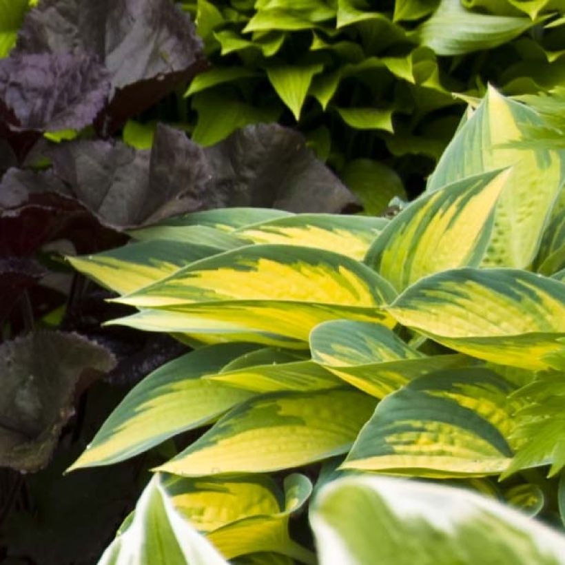 Hosta On Stage (Fogliame)