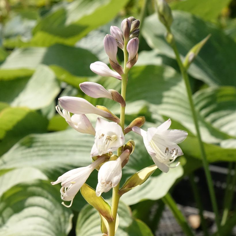 Hosta Orange Marmelade (Fioritura)