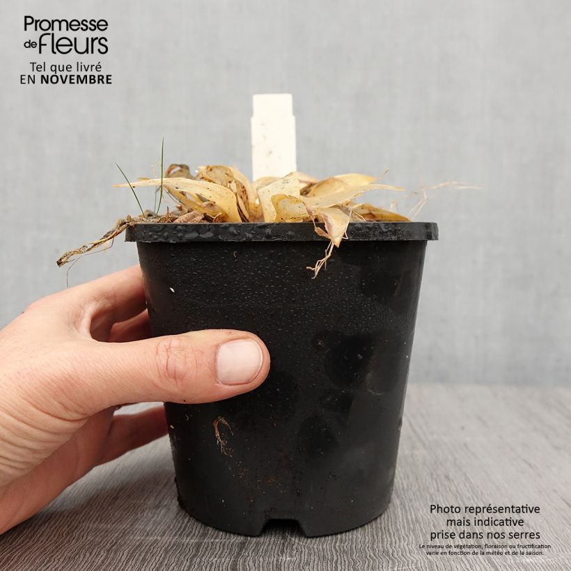 Esemplare di Hosta Orange Star Pot de 1,5L/2L come consegnato in autunno