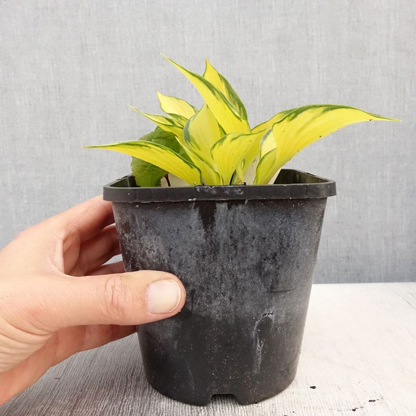 Example of Hosta Orange Star Vaso da 1,5L/2L as you get in printemps