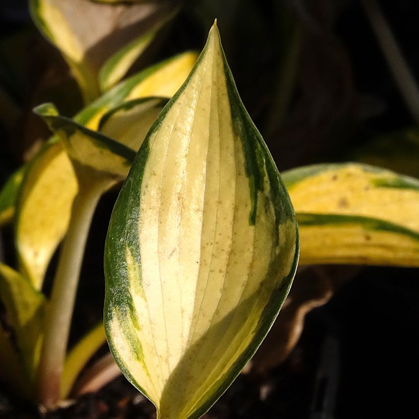 Hosta Orange Star (Fogliame)