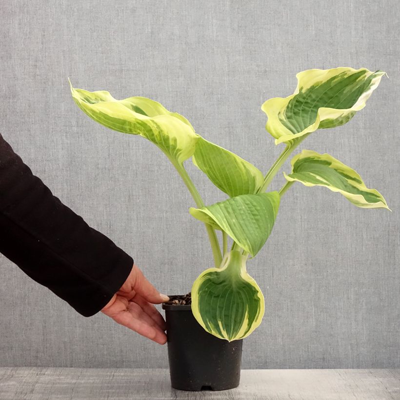 Example of Hosta Orion's Belt Vaso da 1,5L/2L as you get in printemps