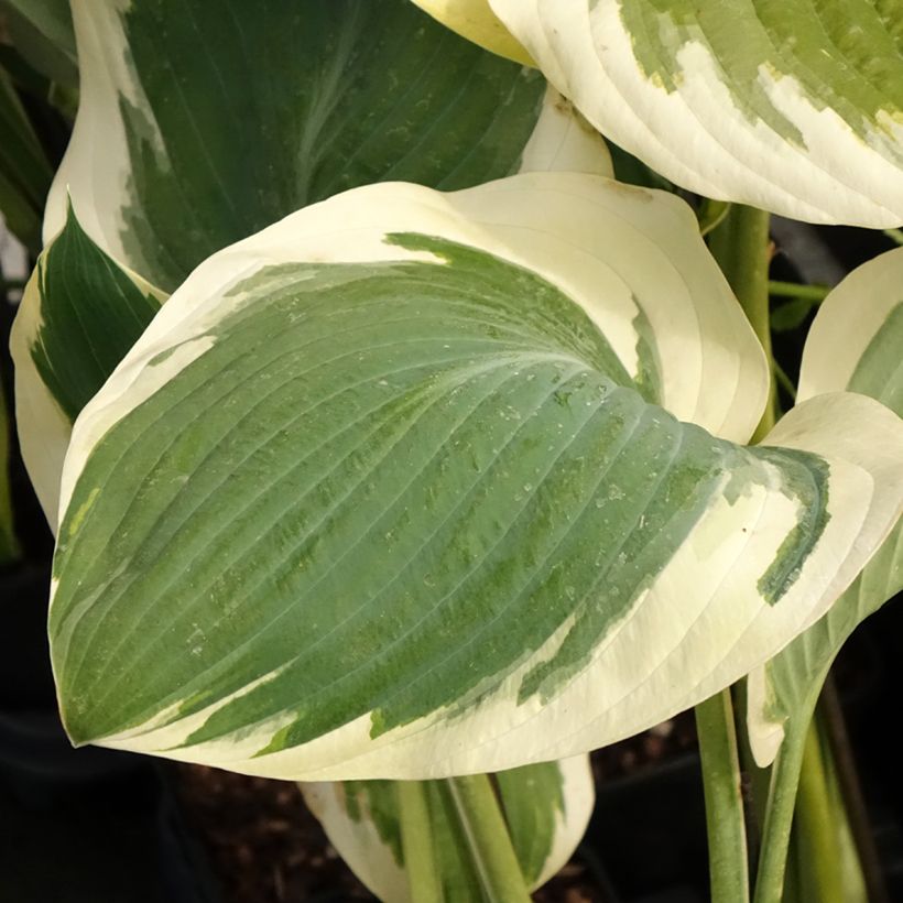 Hosta Orion's Belt (Foliage)