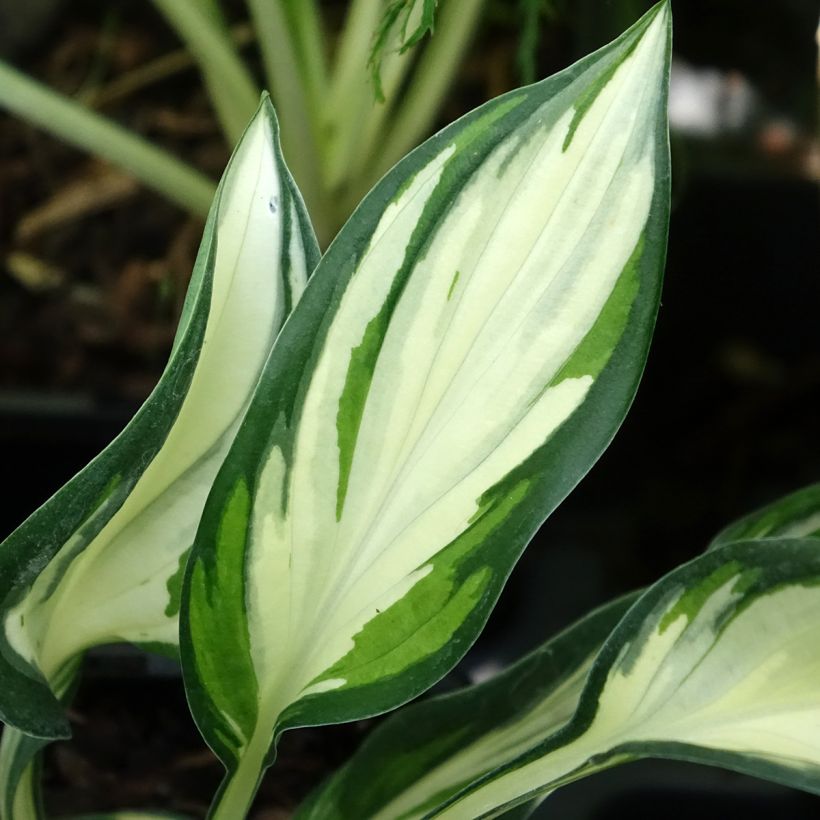Hosta Fireworks (Fogliame)