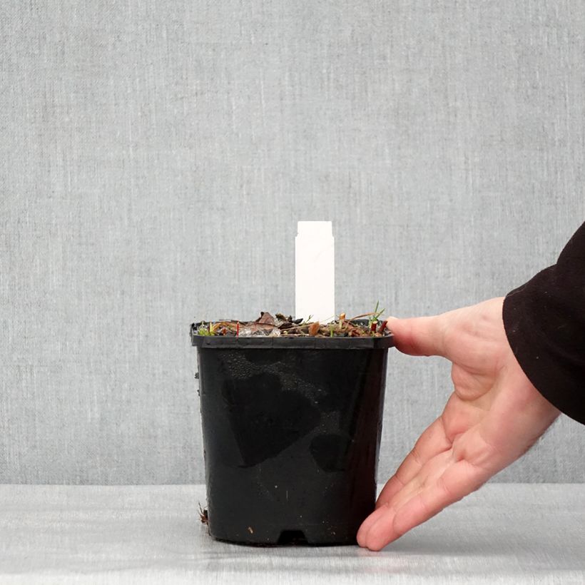 Hosta Paradise Island Pot de 1,5L/2L esemplare consegnato in inverno