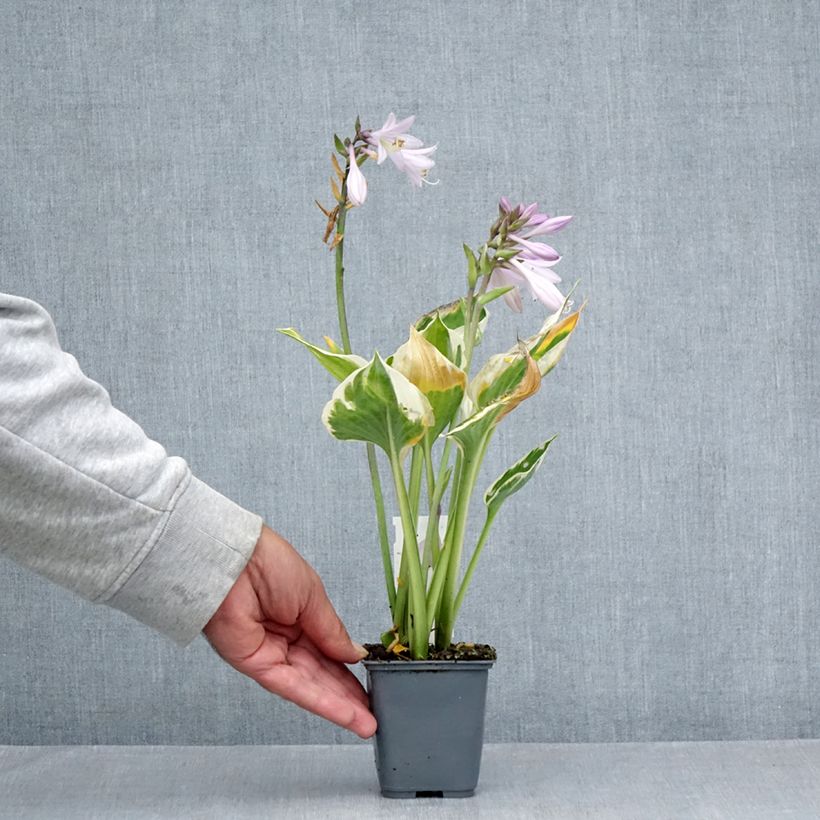 Esemplare di Hosta fortunei Patriot's Fire Vasetto da 8/9 cm consegnato in estate