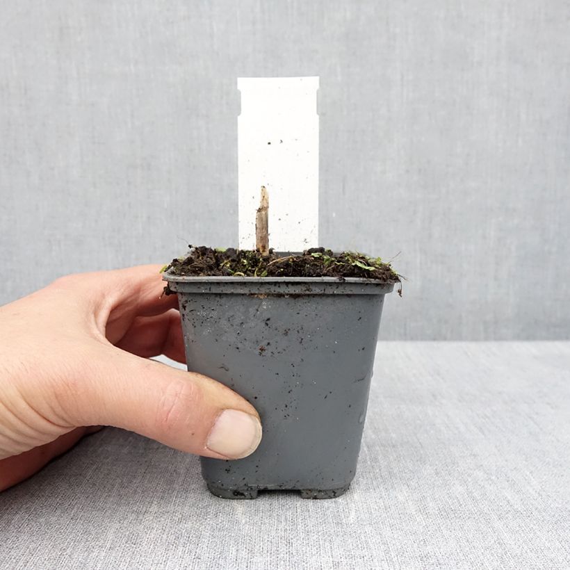 Example of Hosta fortunei Patriot's Fire Vasetto da 8/9 cm as you get in printemps