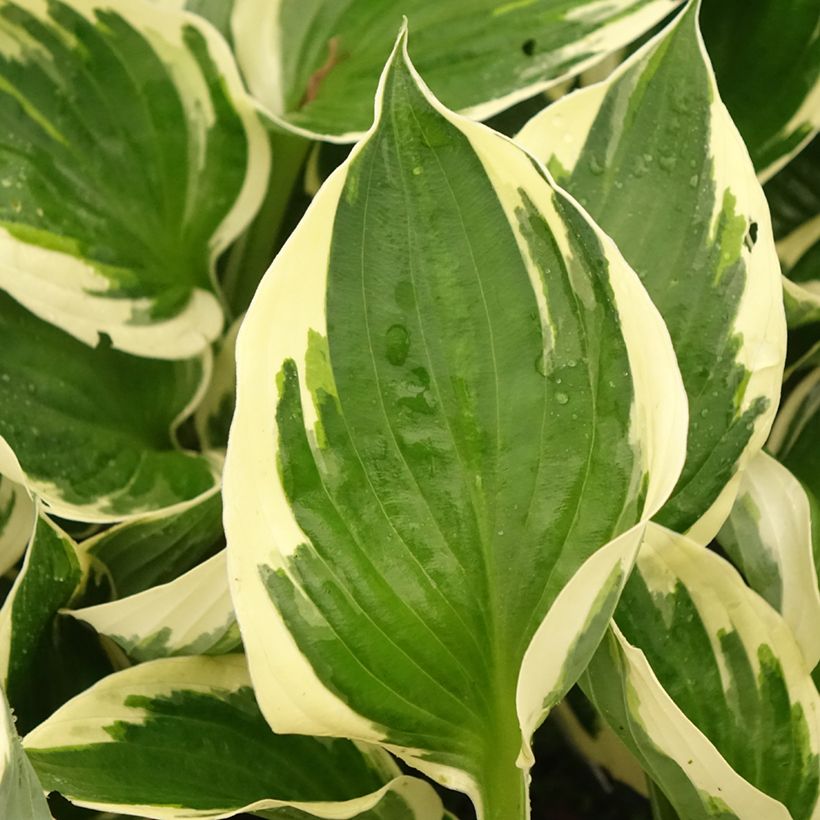 Hosta fortunei Patriot's Fire (Foliage)