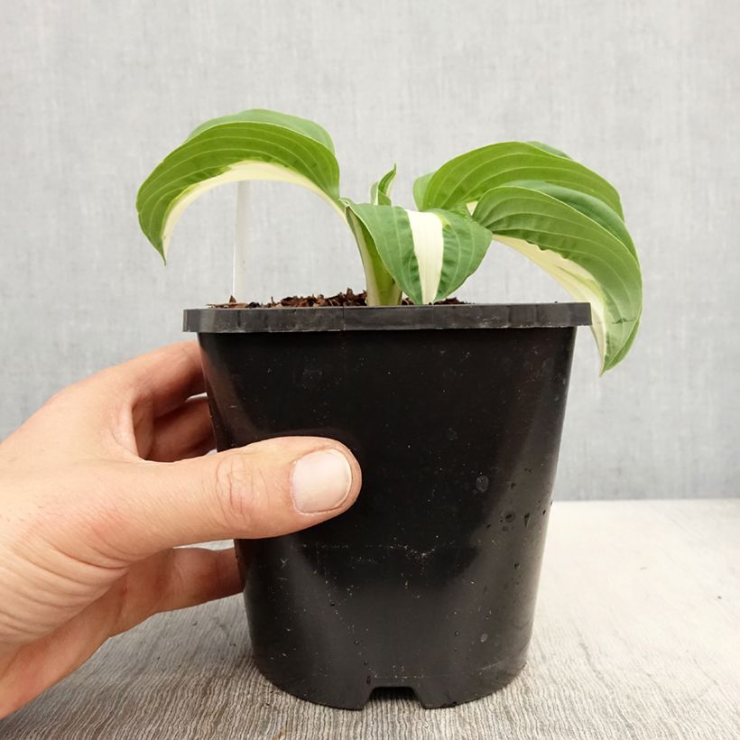 Hosta Pin Up Vaso da 1,5L/2L esemplare consegnato in primavera