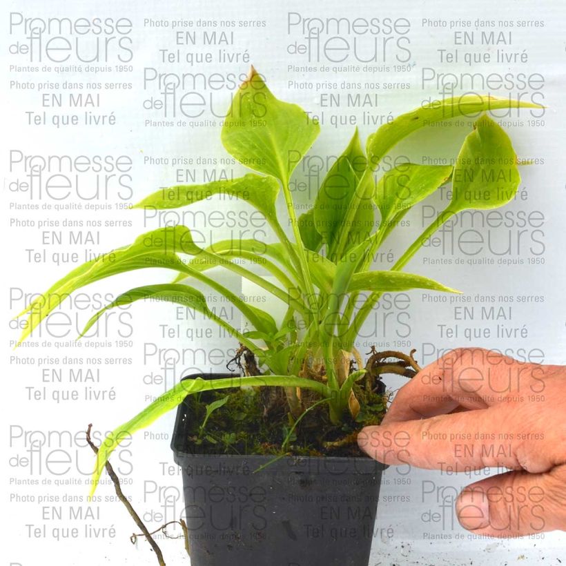 Example of Hosta plantaginea Aphrodite - Giglio d'agosto Vasetto da 8/9 cm as you get