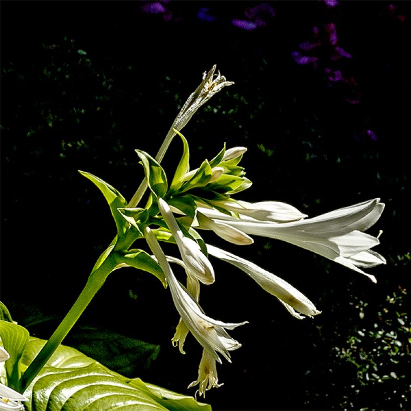 Hosta plantaginea f. grandiflora - Giglio d'agosto (Fioritura)