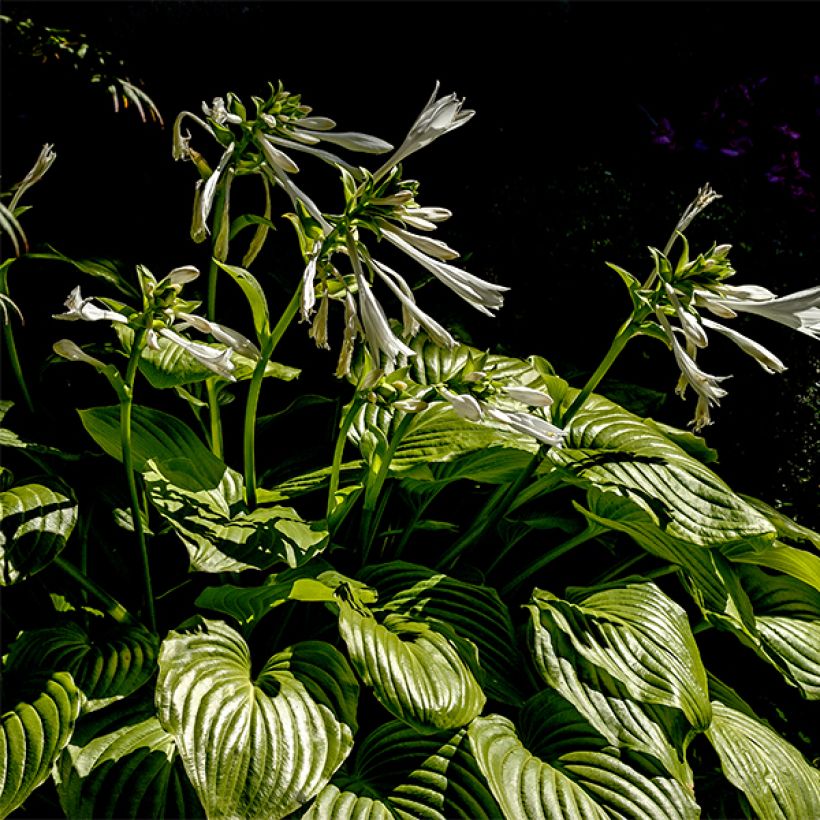 Hosta plantaginea f. grandiflora - Giglio d'agosto (Porto)
