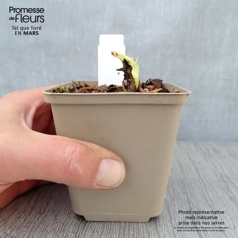 Hosta plantaginea f. grandiflora - Giglio d'agosto Vasetto da 8/9 cm esemplare consegnato in primavera