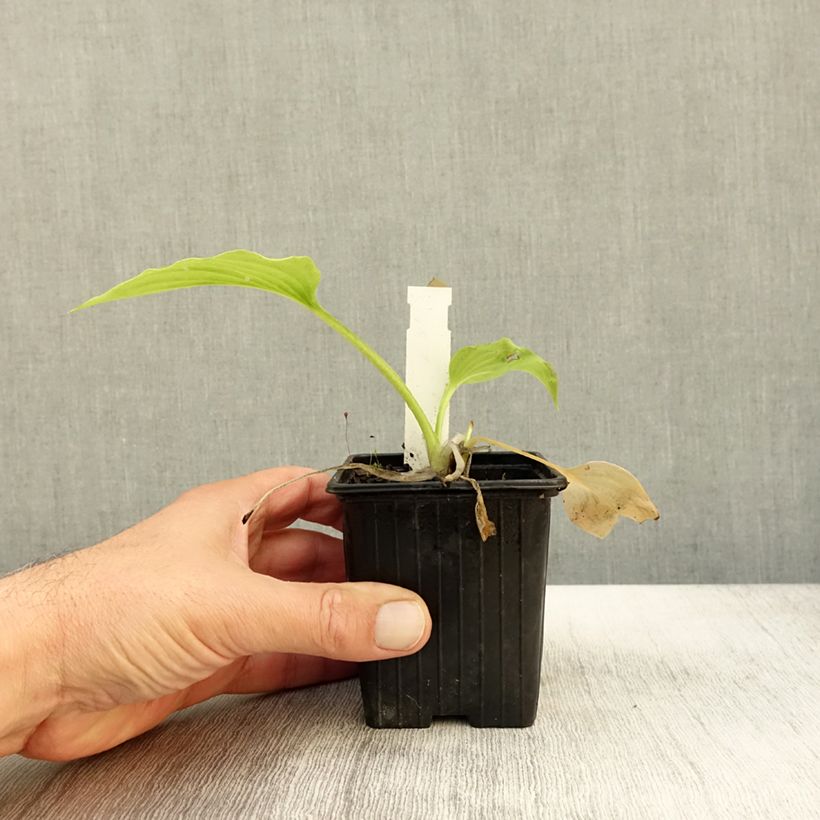 Esemplare di Hosta plantaginea var. japonica Godet de 8/9 cm come consegnato in autunno