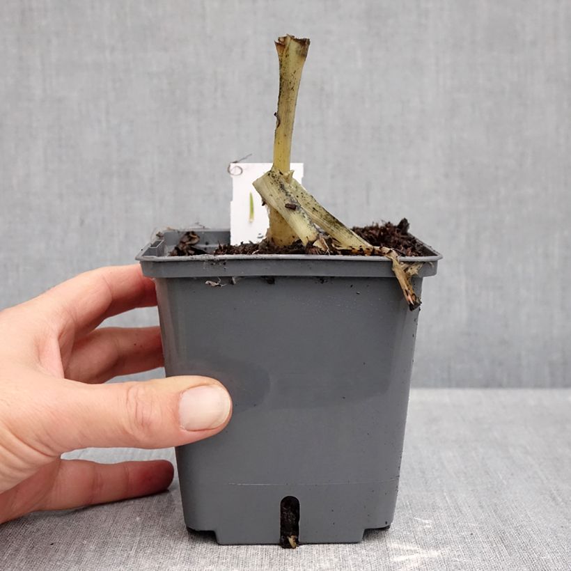 Esemplare di Hosta plantaginea Venus - Giglio d'agosto Vaso da 1,5L/2L come consegnato in autunno