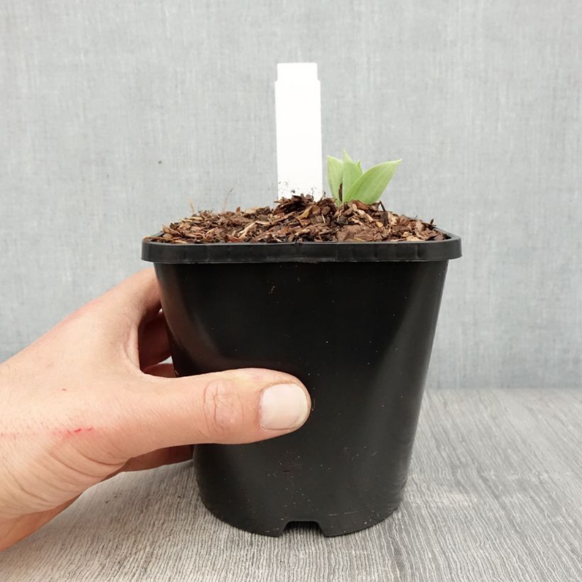 Hosta Prairie Sky Vaso da 1,5L/2L esemplare consegnato in primavera