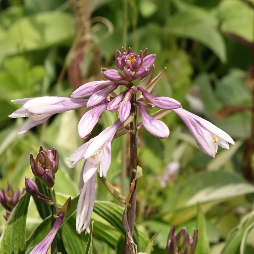 Hosta Praying Hands (Fioritura)