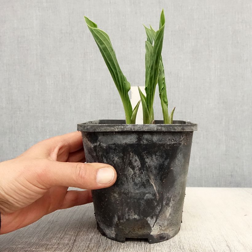 Hosta Praying Hands Vaso da 1,5L/2L esemplare consegnato in primavera