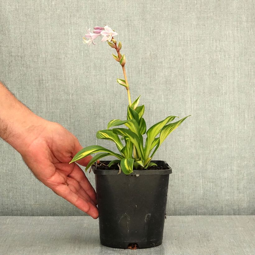 Esemplare di Hosta Rainbows End Vaso da 1,5L/2L consegnato in estate