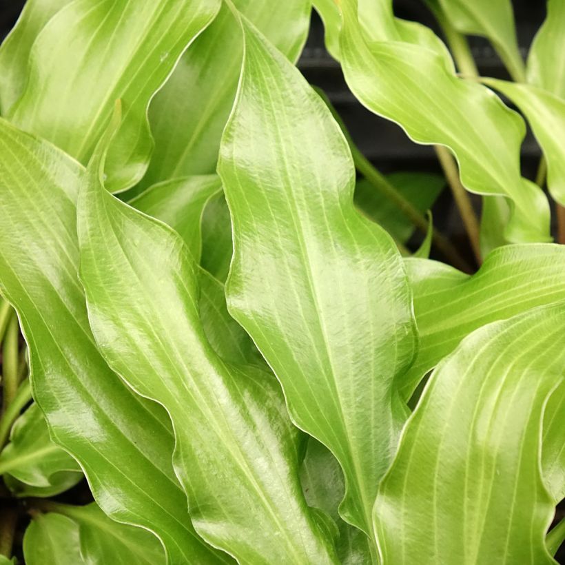 Hosta Raspberry Sorbet (Fogliame)