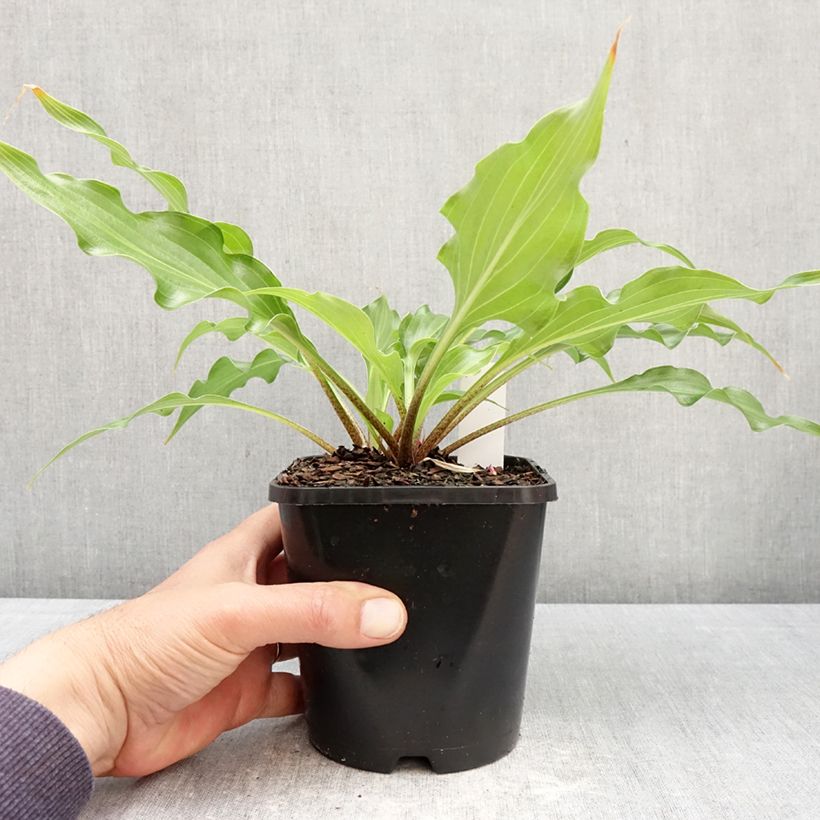 Hosta Raspberry Sorbet Vaso da 1,5L/2L esemplare consegnato in primavera