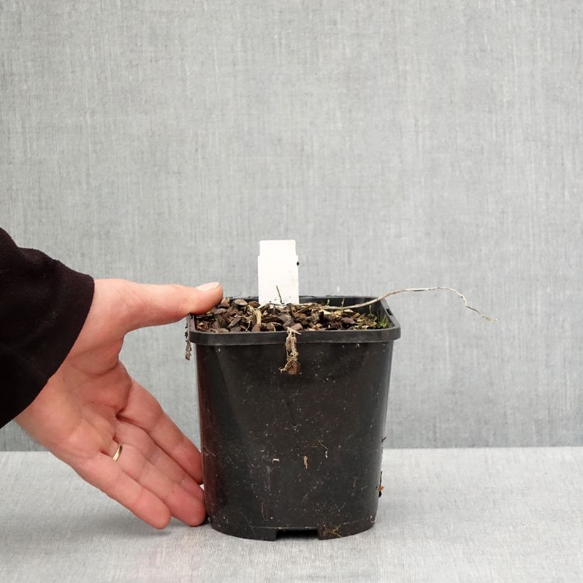 Hosta Raspberry Sundae Vaso da 1,5L/2L esemplare consegnato in primavera