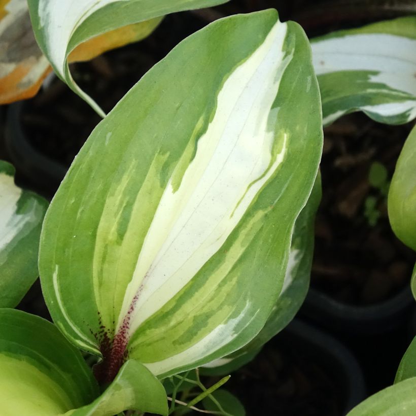Hosta Raspberry Sundae (Fogliame)