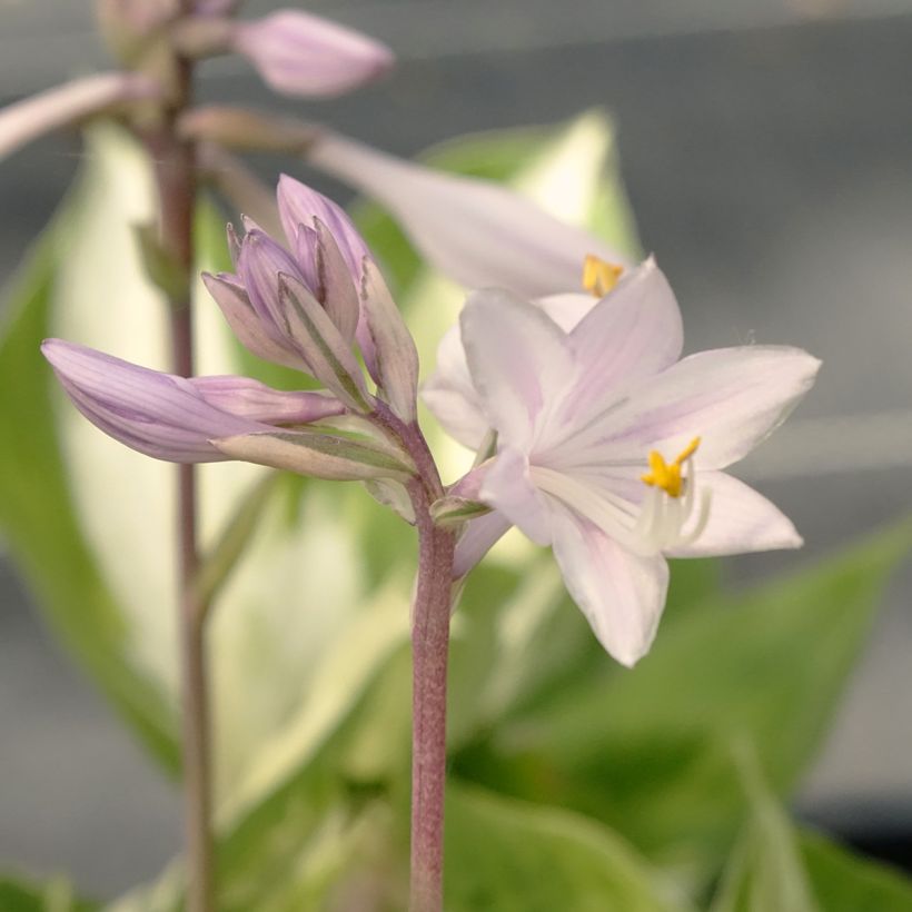 Hosta Revolution (Fioritura)
