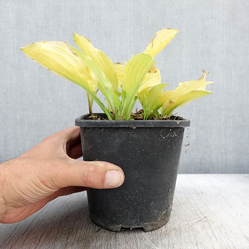 Esemplare di Hosta Ruffed Up Vaso da 1,5L/2L come consegnato in autunno