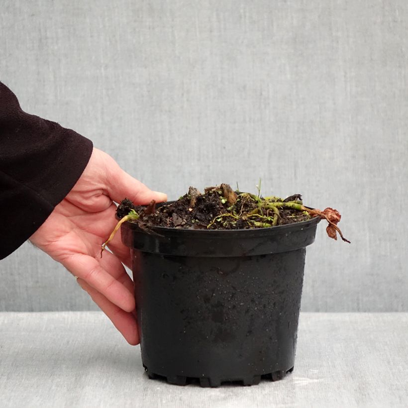 Esemplare di Hosta fluctuans Sagae Vaso da 1,5L/2L come consegnato in autunno