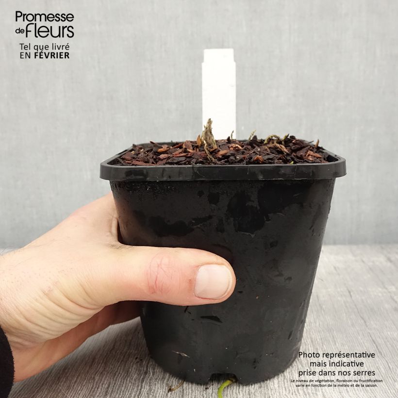 Hosta Sagae Pot de 1,5L/2L esemplare consegnato in inverno