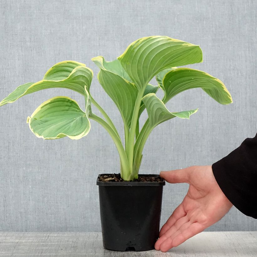 Example of Hosta fluctuans Sagae Vaso da 1,5L/2L as you get in printemps