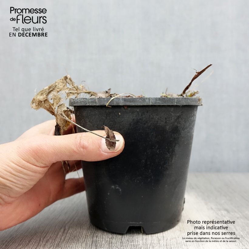 Hosta Saint Elmo's Fire Pot de 1,5L/2L esemplare consegnato in inverno