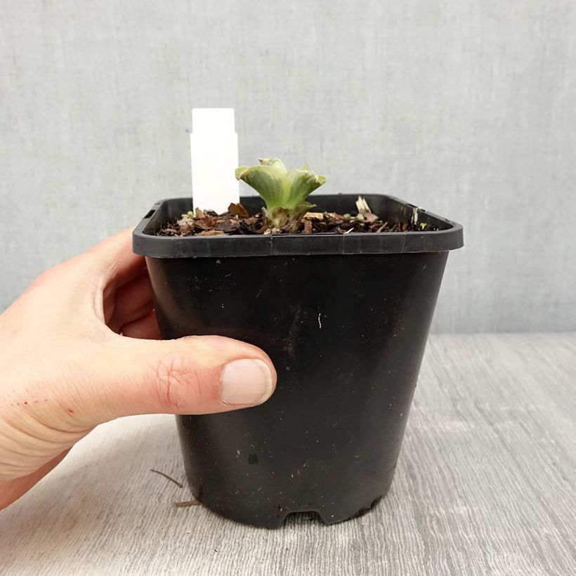 Hosta School Mouse Vaso da 1,5L/2L esemplare consegnato in primavera